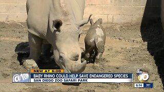 San Diego Zoo rhino could help save endangered species