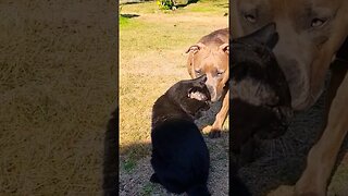 Black cat ATTACKS pitbull then love ❤️ #shorts #cats #pitbulldog