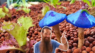 Planting Out Aquaponics Grow Bed With Tick Bite Update