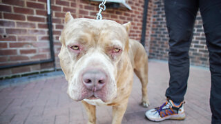 Meet Aftermath's Son - Marshall The 115lb Merle Bully | BIG DOGZ