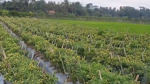 cayenne pepper harvest