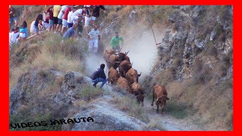 FALCES ( NAVARRA ) 1º ENCIERRILLO Y ENCIERRO DEL PILON ( DOMINGO 14 AGOSTO 2022 ) RETA