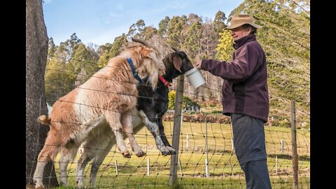 Watch the goats eat fish