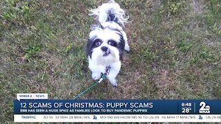 12 Scams of Christmas: Puppy Scams