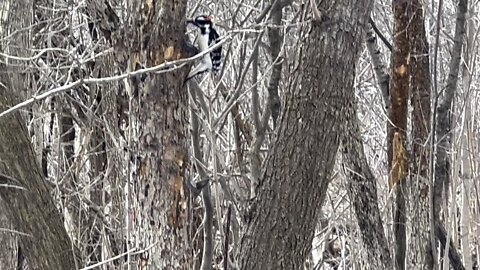 Hairy Wood Pecker