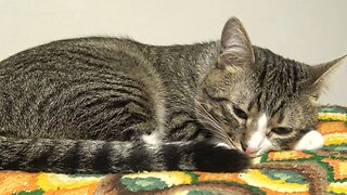 Cat Waits for the Cookies to Get Baked