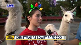Christmas at Lowry Park Zoo | Greg Dee visits for a little Falalala llama fun
