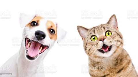 Cat and Dog 🤣 funny moments 😁 #cat #Dog