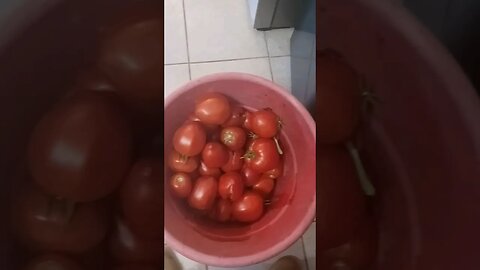 Big Ole' Bucket of Garden Tomatoes!