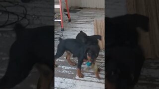 Rottweilers- Lil' Ed & Faye - Going To War! YT Removed The Last Video For Some Reason (Sickos)