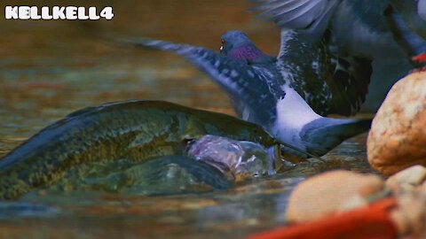 Catfish attacks Pigeon at the water's edge