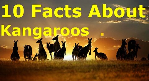 10 Incredible Facts About Kangaroos