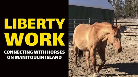 LIBERTY WORK: Connecting With Horses on Manitoulin Island
