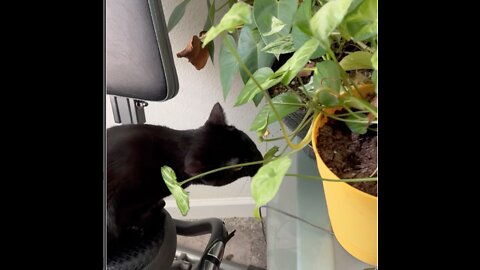 Our Funny Adopted Cat Trying to Eat My Plants #shorts