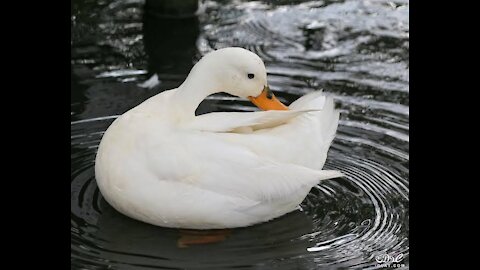 The ducks in the water are more than wonderful