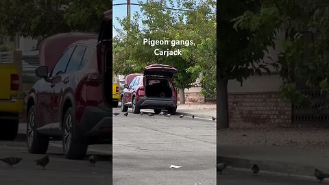 When pigeons go bad - Roaming gangs in Las Vegas