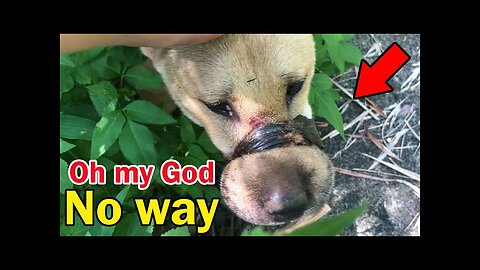 Rescue the abandoned dog with duct tape around its mouth wandering around and unable to eat or drink