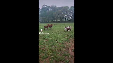 Baby calves and sister.