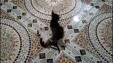 CAT: Playing Kittens Cuteness Overload