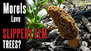 Morel Tree #1: Slippery Elm (2021) | Identifying Trees in Morel Season | Foraging in Appalachia