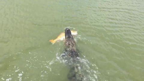 Aligator Steals The Catch Of The Day