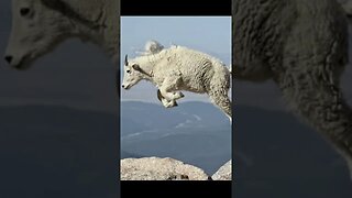 Be the Mountain GOAT #lifegoals