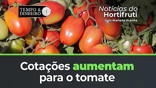 Cotações aumentam nas praças produtoras de tomate