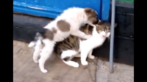 Is this Cute Cat and Fluffy Puppy Best Friends?