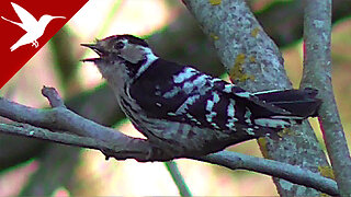 Dendrocopos minor - Lesser Spotted Woodpecker - Малый Пятнистый Дятел - Pic épeichette - Kleinspecht