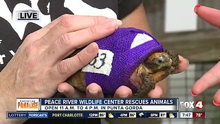 Peace River Wildlife Center Rescues wild animals