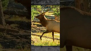 Bow Hunting Bull Elk In Colorado! (Archer's Choice - 2011)