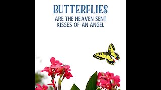 Butterflies [GMG Originals]