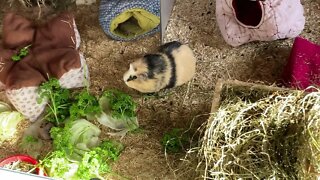 My Guinea pig Svea enjoying some fresh 🌿