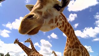 Digital Zen: Giraffes of Lion Country Safari
