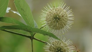 Gardening with native plants more sustainable, better for ecosystem