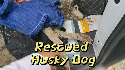 Rescued Husky Dog