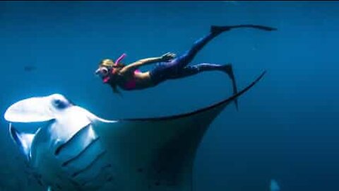 The amazing experience of swimming with manta rays