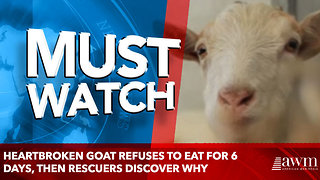 Heartbroken Goat Refuses To Eat For 6 Days, Then Rescuers Discover Why