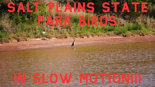 SALT PLAINS STATE PARK BIRD WATCHING / Slow Motion Birds Flying!!!