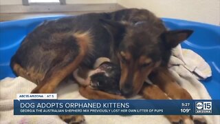 Dog adopts orphaned kittens