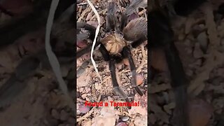 Found a Huge Tarantula by the Arkansas River!