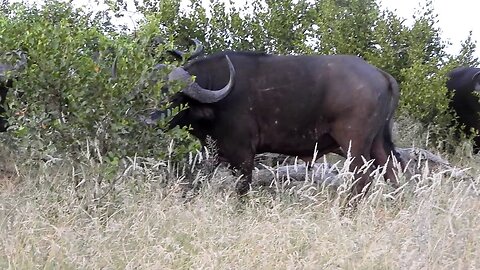 Grazing Cape Buffalo