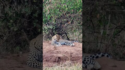 Leopard Grooming #Wildlife | #ShortsAfrica
