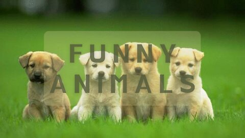 Funny animals