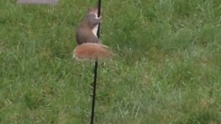 "A Squirrel Slides Down The Pole Holding A Bird Feeder"