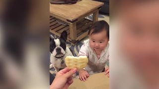 A Baby And A Dog Beg For The Same Food