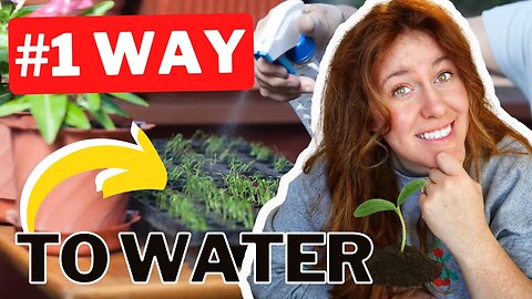 3 Ways To Water Seedlings Effectively. The Best Method Depends On The Seeed Type!