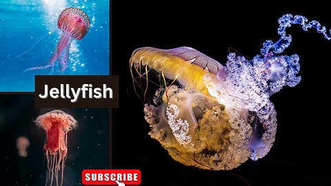 Jellyfish, Also known As Sea Jellies ll Epic Fail ll