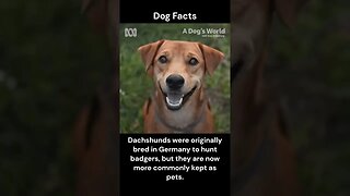 Dog Facts #shorts #youtubeshorts #dog #facts