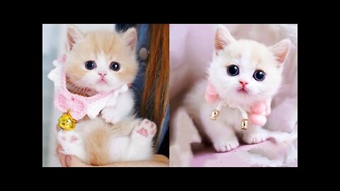 Cute and Funny Cat Videos Compilation